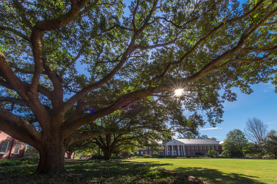 Tree on campus