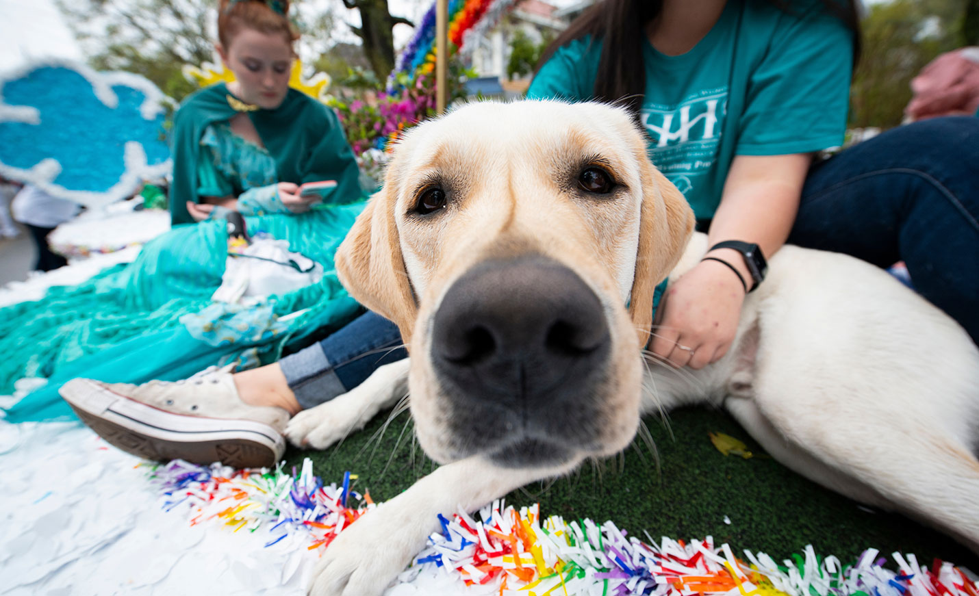 A service dog in training sniffs the camera taking the picture.