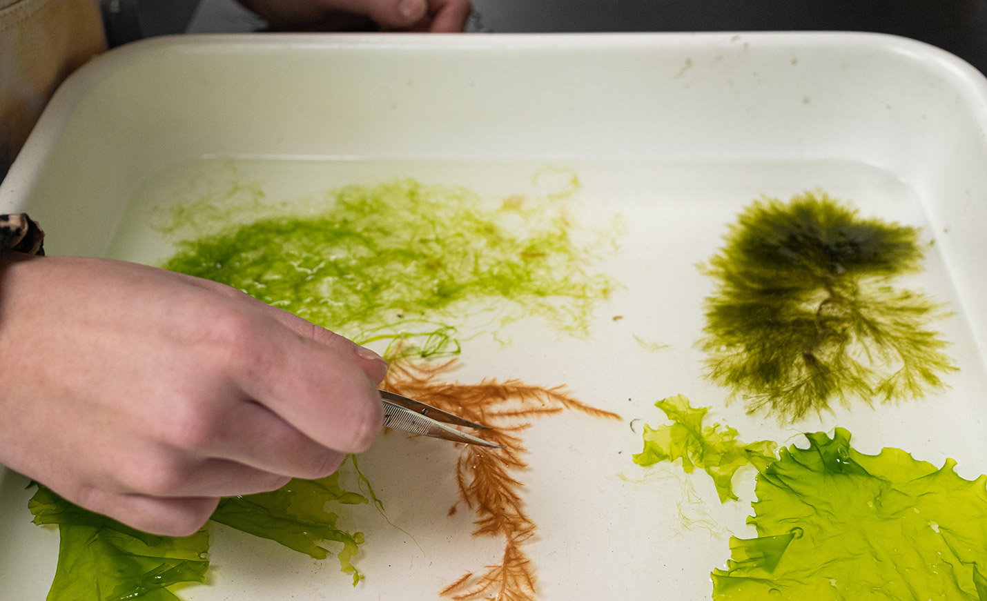 A close-up of a hand holding tweezers over various kinds of algae