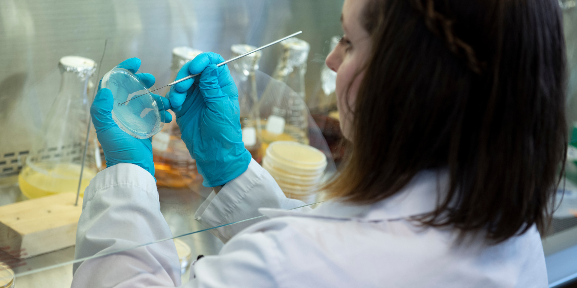 Scientists works on culture