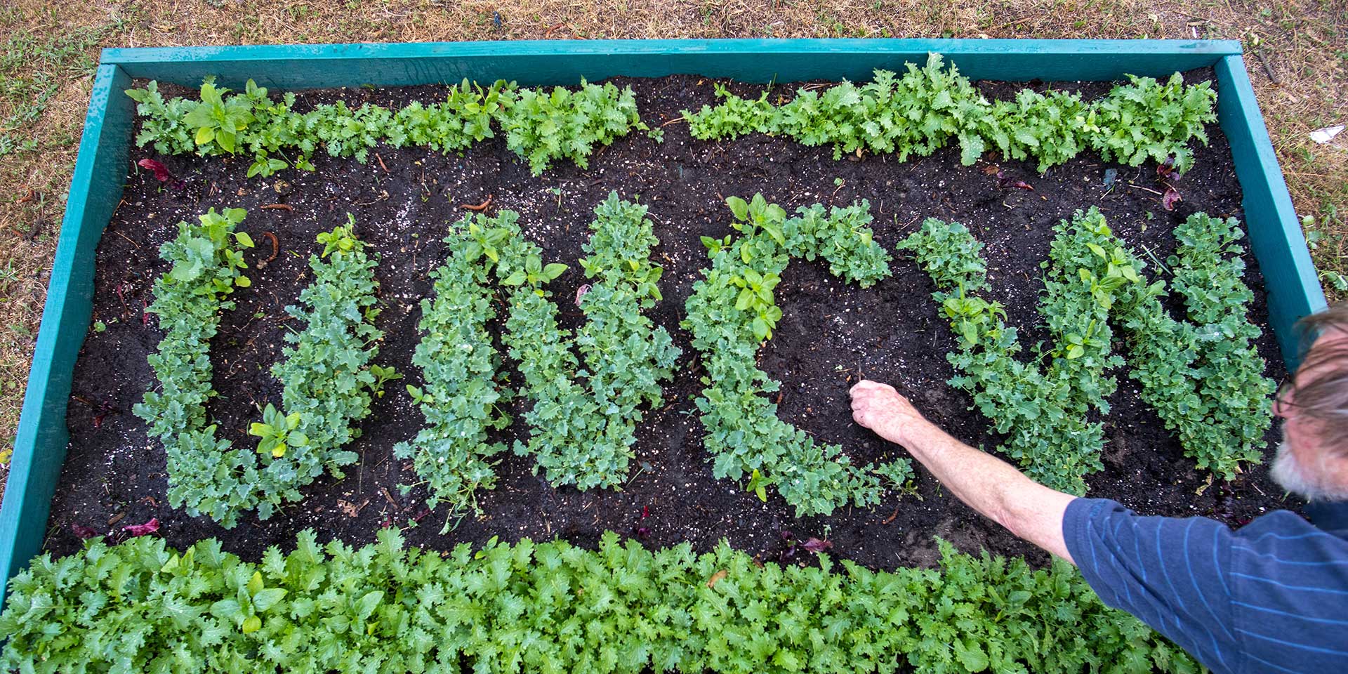 A picture of a garden with the plants in the garden spelling UNCW