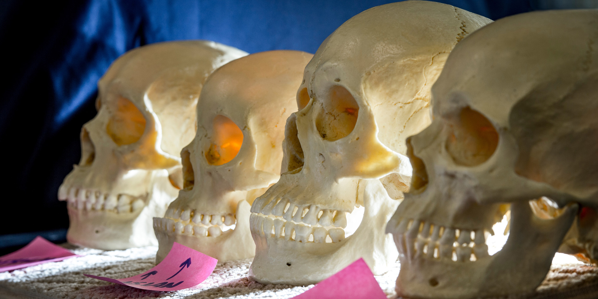 Skulls on a table