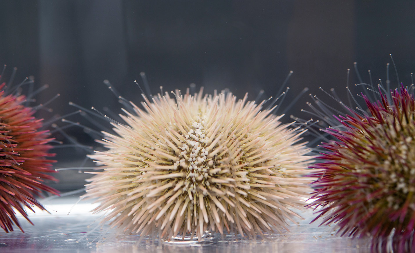 Sea Urchins