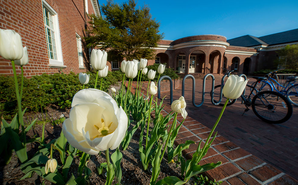 Flowers on campus with building in background.