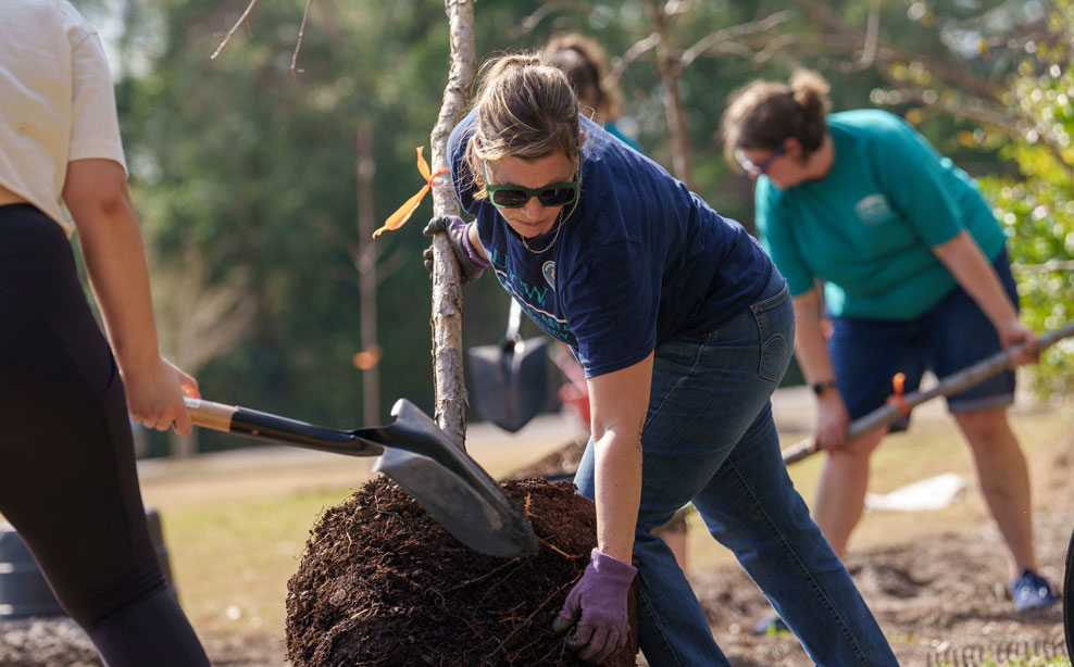 Female presenting person is leaning a small tree back while untangling the roots in preparation for planting. 
