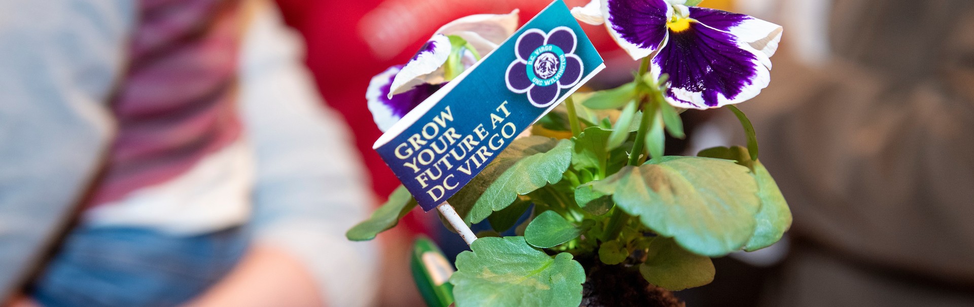 A flower with a DC Virgo flag in it