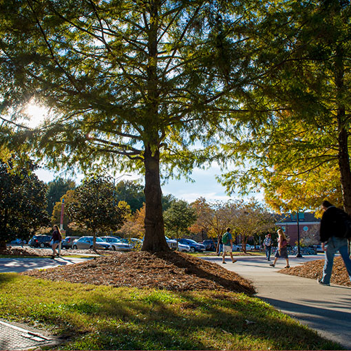 Campus beauty photo of sunlight on a tree on campus.