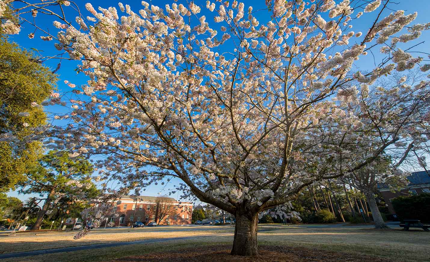 uncw-pillars-20211108-2056-photo-slider.jpg