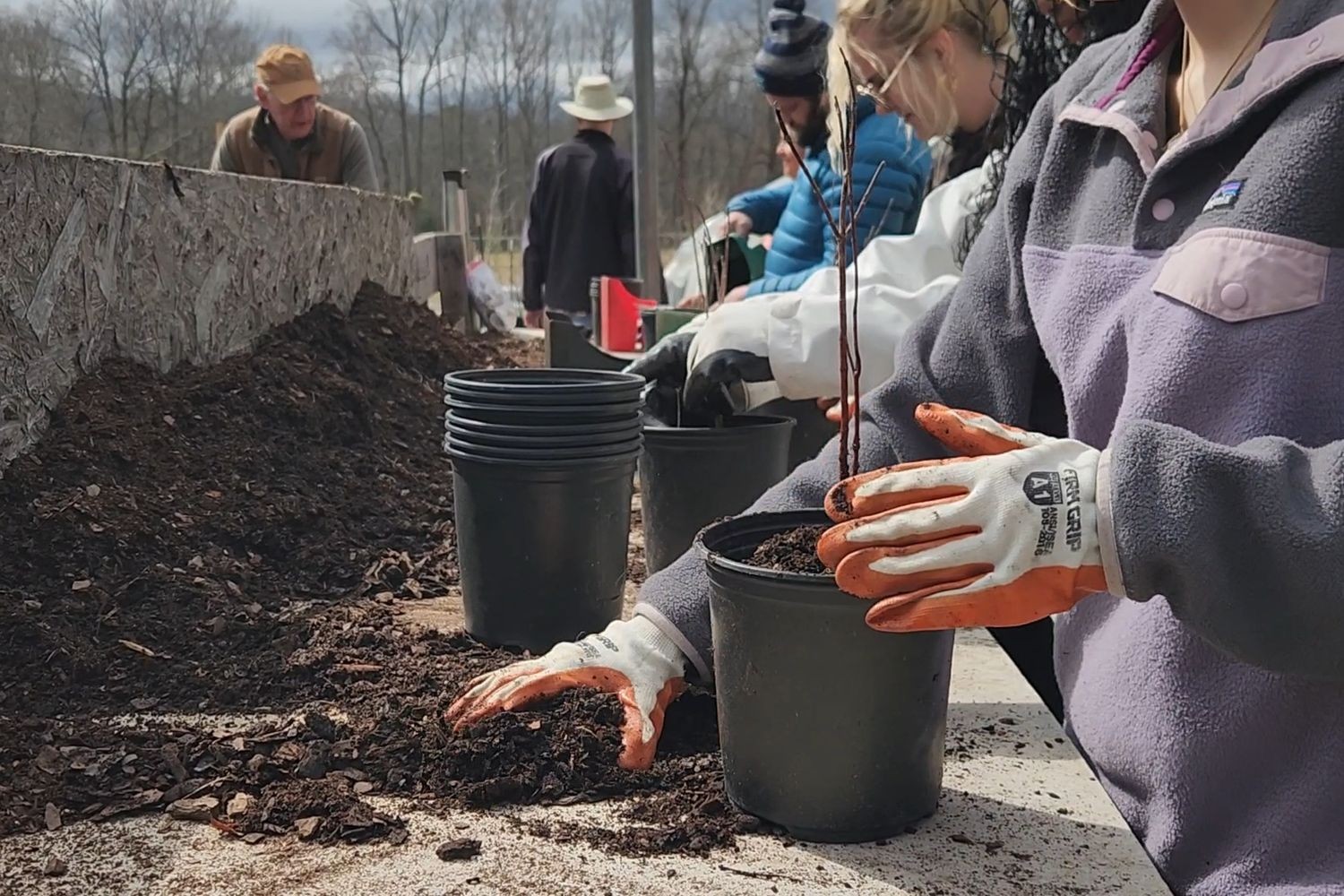 Students planting trees into flower pots in Asheville