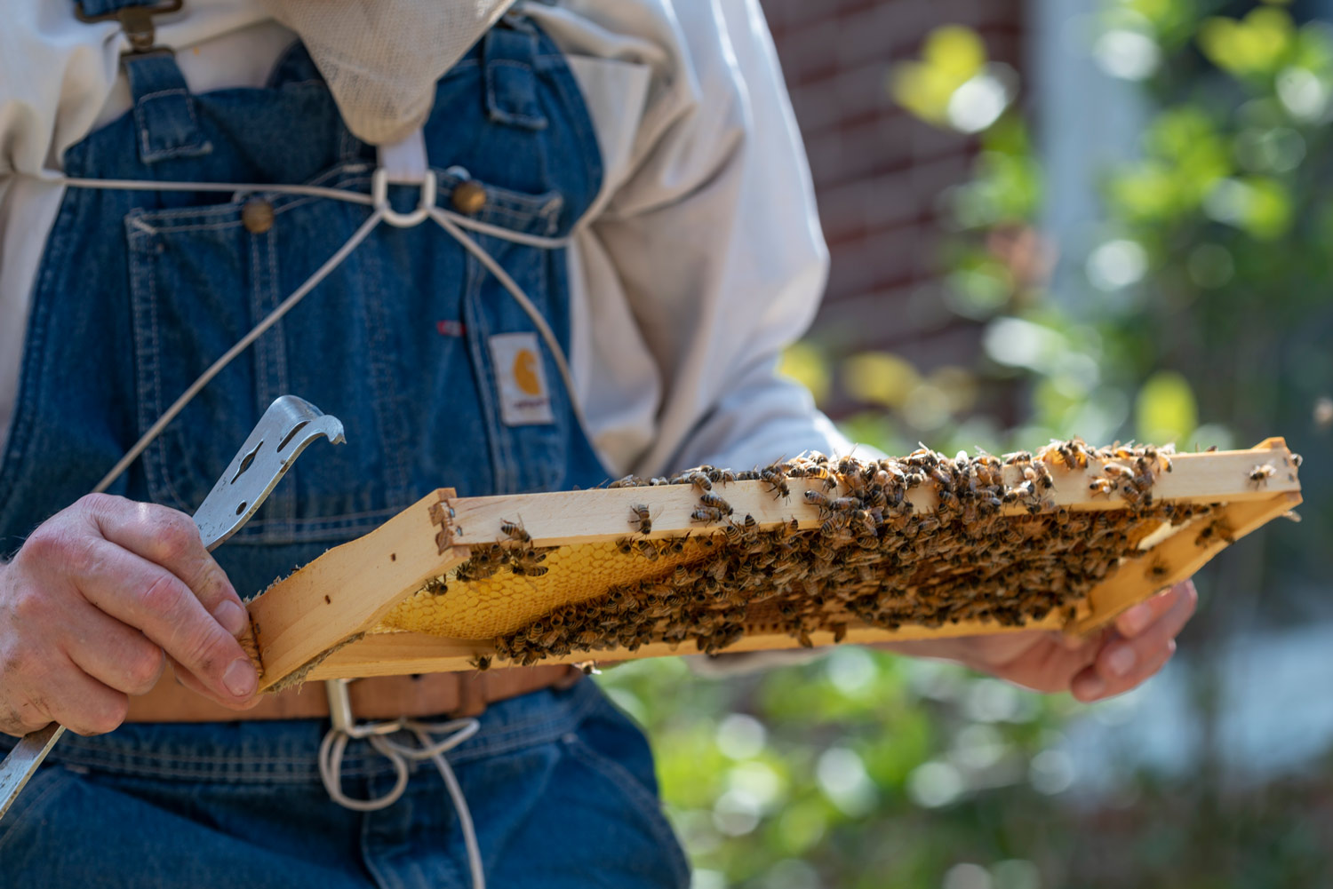 Beekeeper holding beehive
