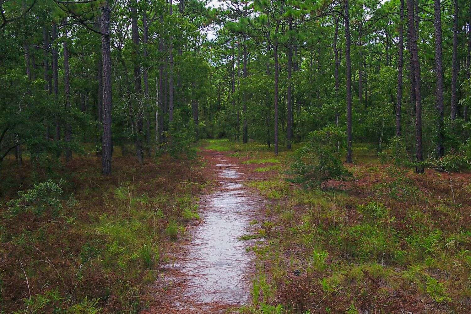 long leaf pine forest trail