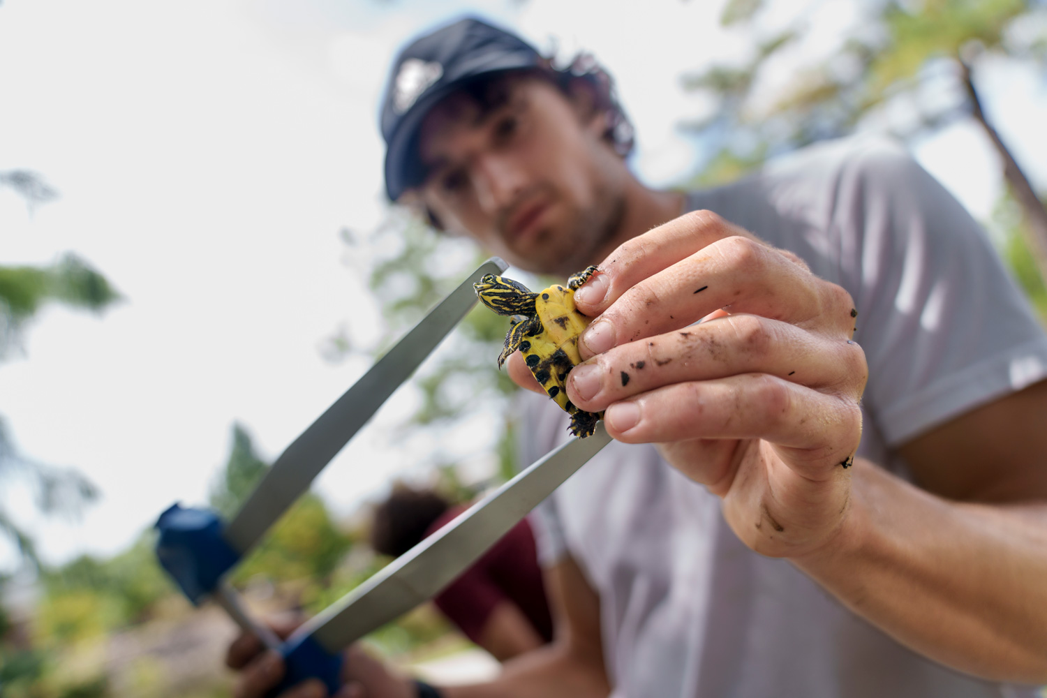 Scientist measuring the length of a turtle shell