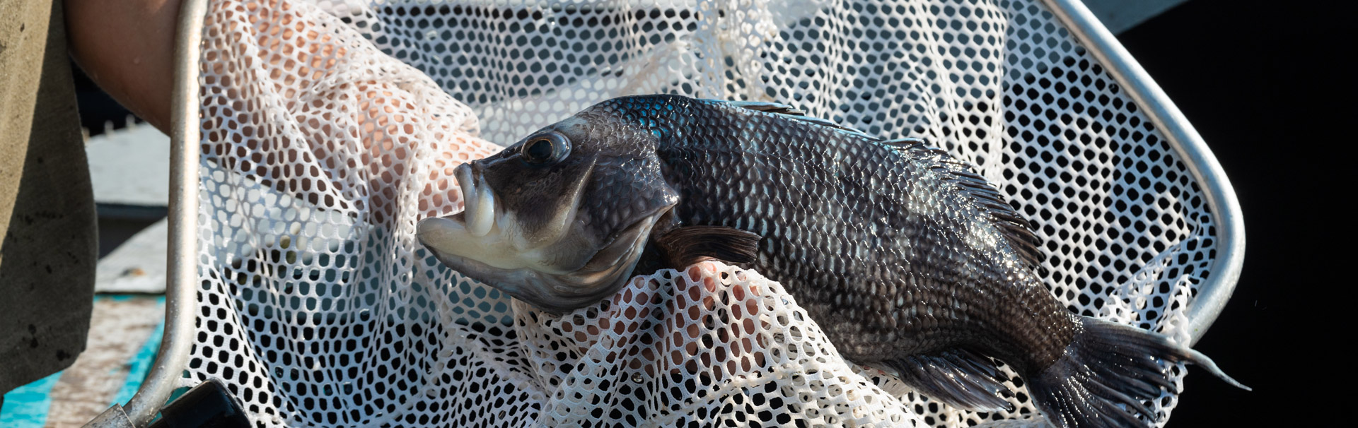 Fish being held in a net