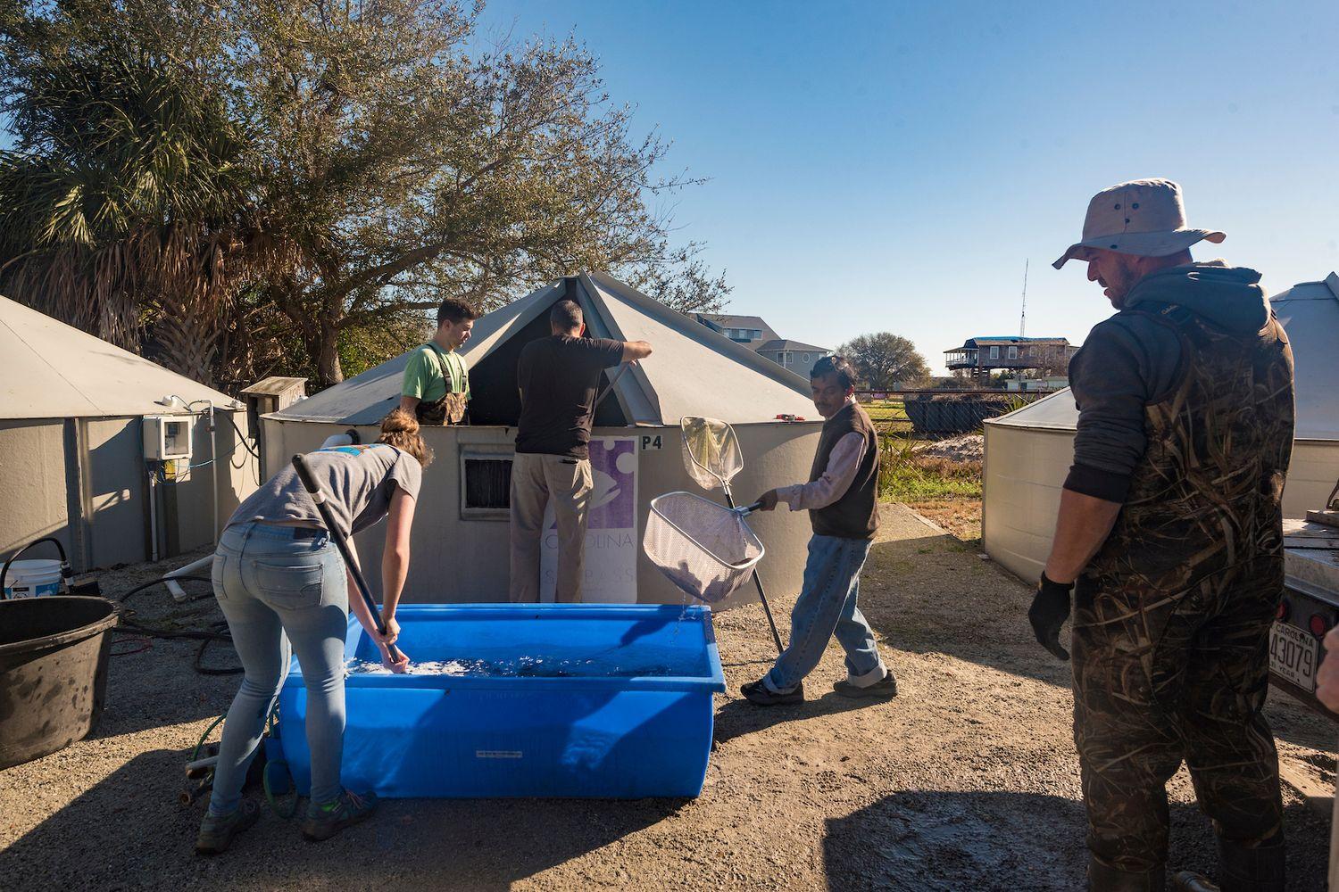 UNCW aquaculture students help staff harvest black sea bass