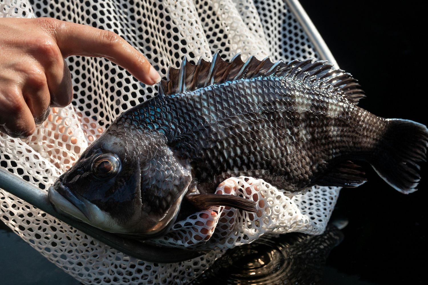 A black sea bass grown at the UNCW aquaculture facility at Wrightsville Beach