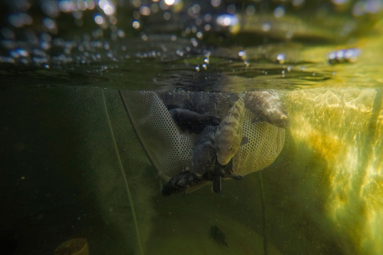 underwater photo of juvenile black sea bass