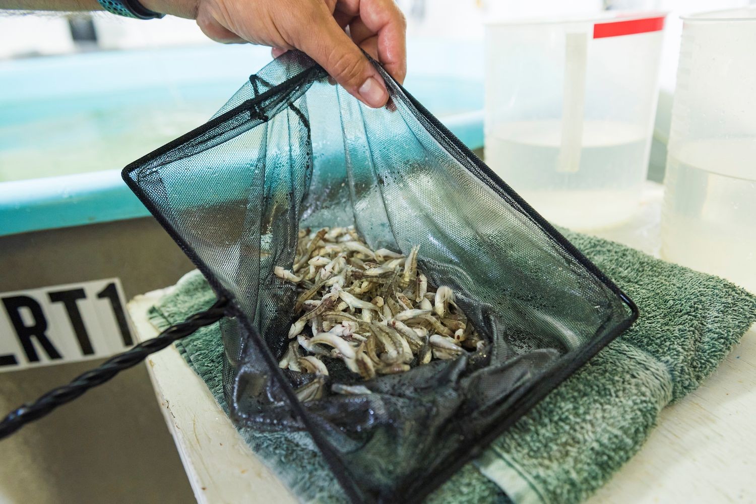 Close up image of black sea bass juveniles in net