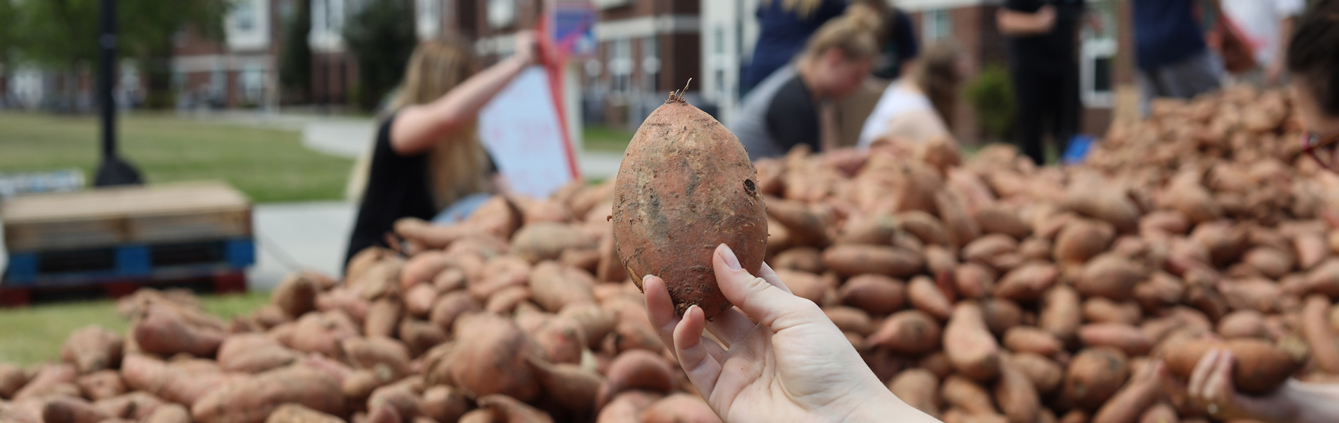 Stack of sweet potatoes that were donated from the Food Bank