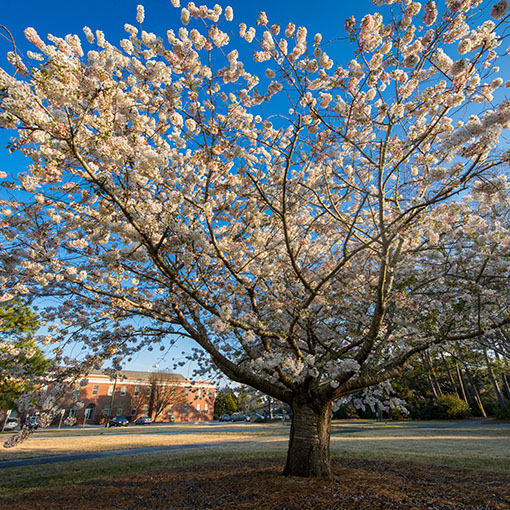 placeholder pretty tree